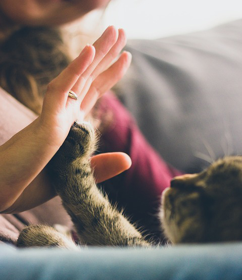 Cat Grooming